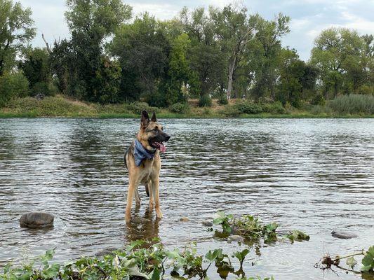 Dog walking in river