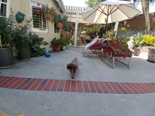 Stevie enjoying playing fetch in the backyard.