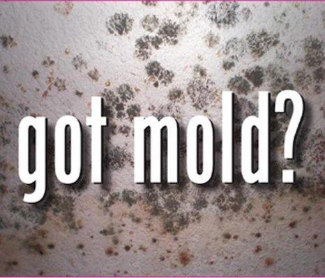 We are a Certified Mold Remediation Company. "Got Mold?" We are "The Mold Doctor"