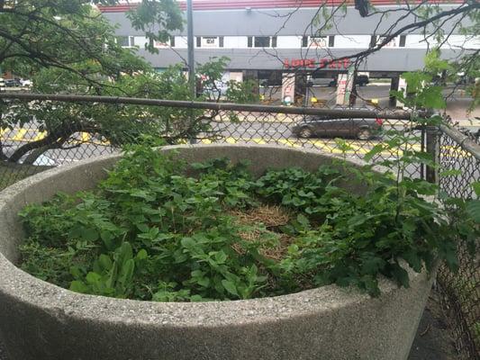 Aug. 2016.  One of the large neglected flower/plant pots in the sit-down areas in front of buildings (2324/2334/2344 Boston Road, Bx, NYC)