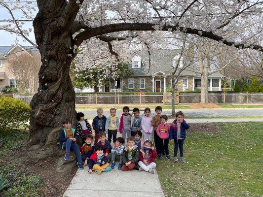 Cherry Blossoms!