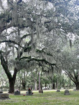 Beautiful hundred year old trees