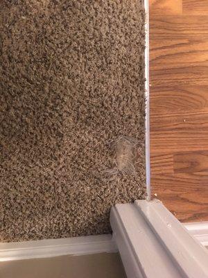 This is my carpet destroyed from my cat