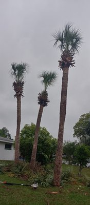 Palm trees i prune for a customer.Storm cuts we calling