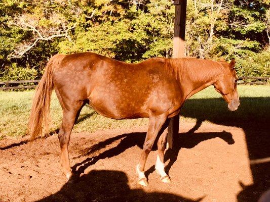 White Rock Manor Horse Retirement