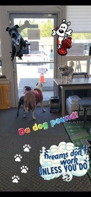 All my doggies that are normally with me at shop