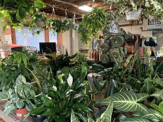 Interior (houseplants inside, garden plants outside)