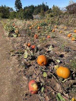 Different types of pumpkin