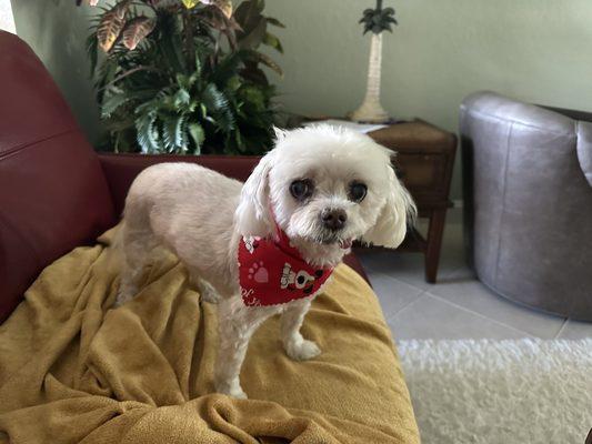 Happy 16 year old is so happy to be groomed:) great place and busy! I love that all the dogs get to run with each other.