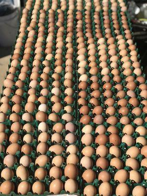 Pasture Raised Farm Fresh Eggs