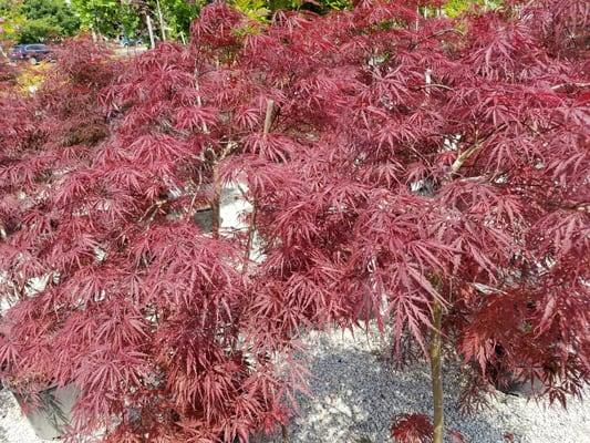 Japanese maples