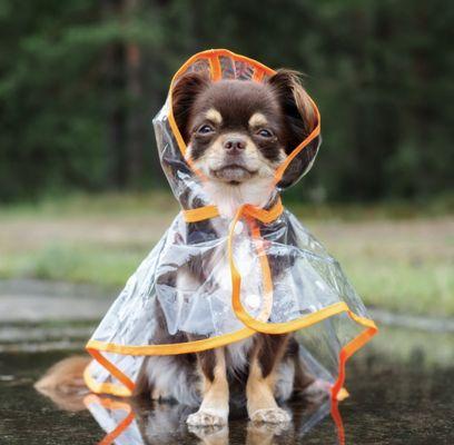 Rain or shine, we've got your little one covered on our dog walking adventures in various dog walking parks and trails in San Francisco!