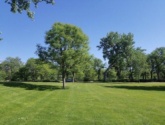 Huge green fields with shady trees