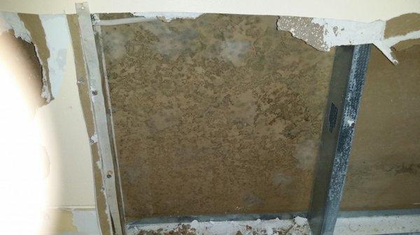 Mold Identification & Remediation in Pompano Beach, FL: