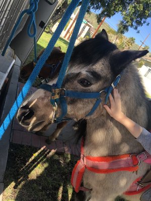 Cupcake the pony