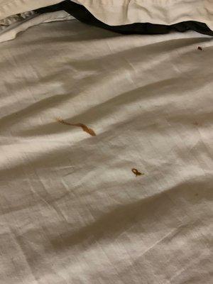 This is poop on the other bed.