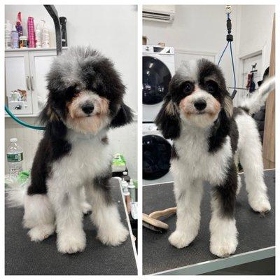 Before and after grooming by Lexa