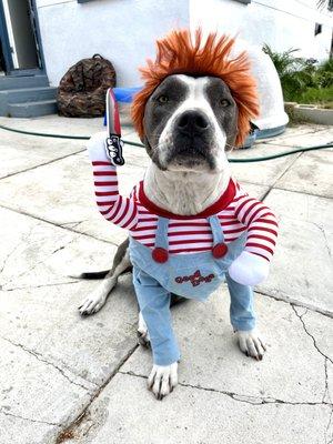 We have pet costumes! This is a popular costume - the deadly dog