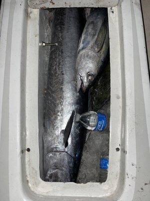 Wahoo and Tuna