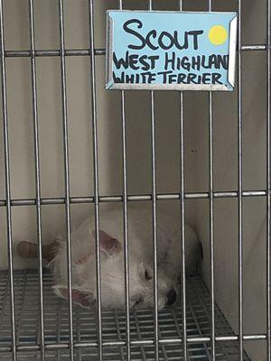 Westie puppy from Kansas (or Missouri .. got different answers but puppy mills all the same ) one of 3 from same litter ..no food or bed .