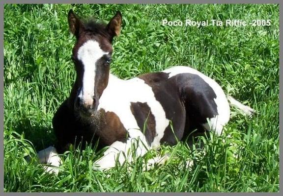 Horse sitting .