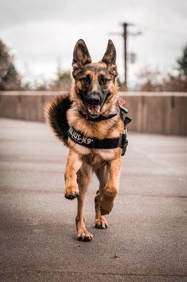 True North GSD Rescue