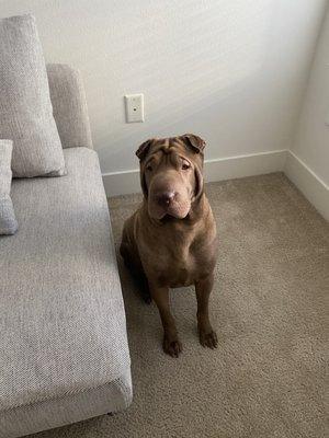 Shar Pei