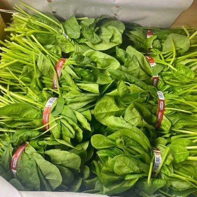 Spinach Bunched and Clipped