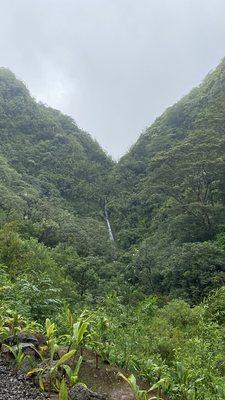 Manoa Falls in the distance