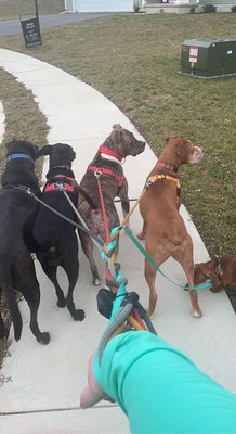 A pack that walks together stays together and picks up new friends along the way