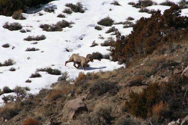 Yellowstone Wildlife and Photo Tours