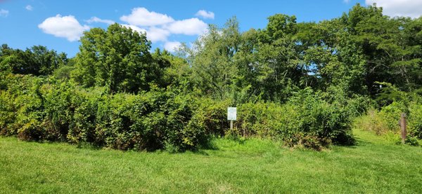 Natural Walking Path On The Right.