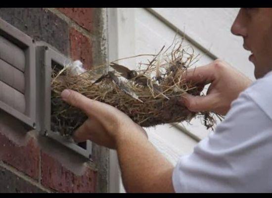 Bird nesting materials being removed from dryer vent.