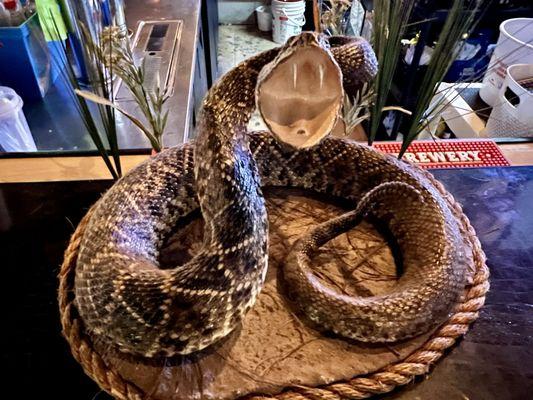 Eastern diamondback rattlesnake the owner got within a mile of the restaurant on a trail