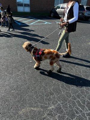 Chase golden doodle