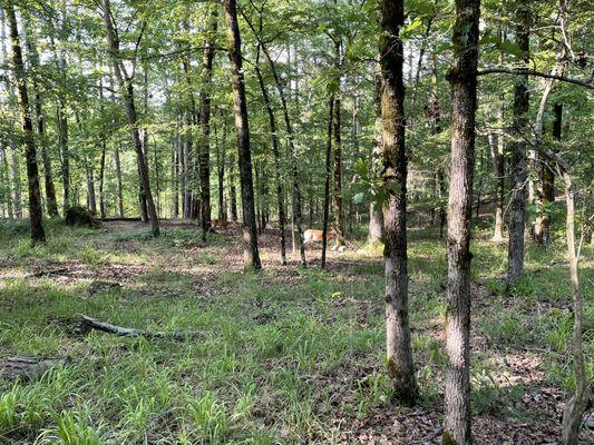 Deer on one of the hiking trails