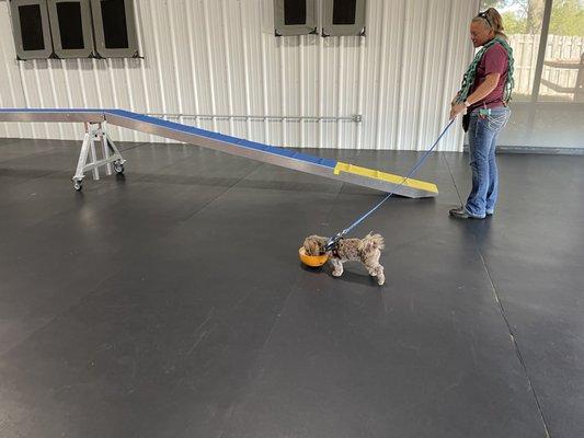 Satchel with his trainer showing mom the agility course.