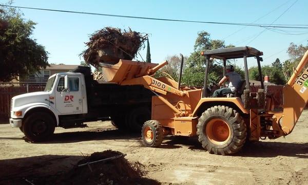 The biggest stump