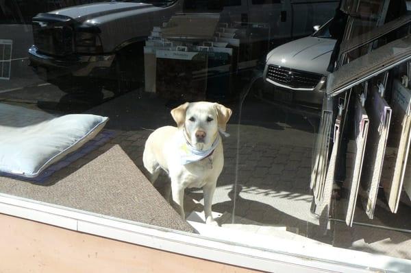 Roxy the Store Dog at PermaColor Interiors