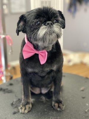 Stella, the Brussels Griffon