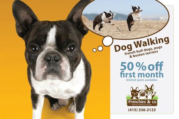 dog walking for small dogs -50% off - first month