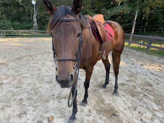 Sunny Brook Stables