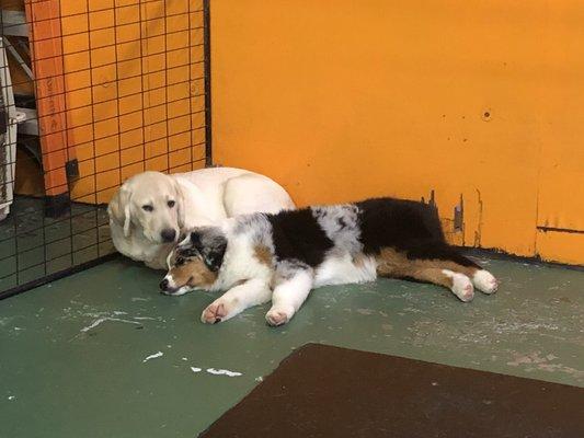 Puppy Den Play floor.