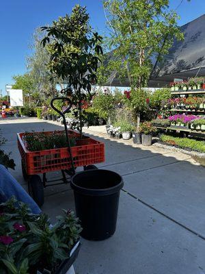 Front of the store looking towards all the plants and trees