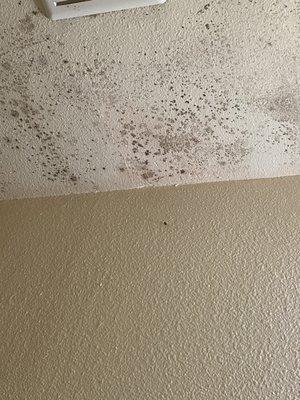 More mold in my bathroom