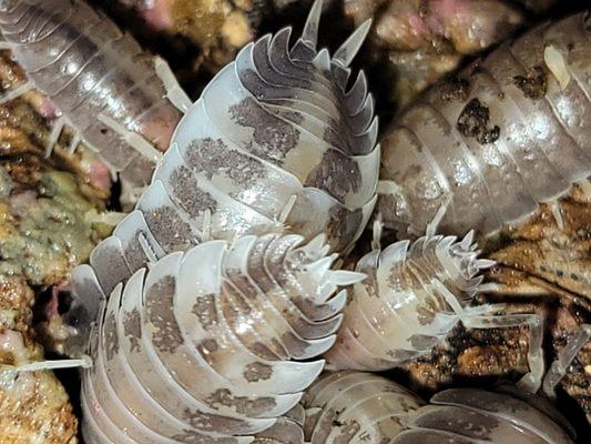 Isopods