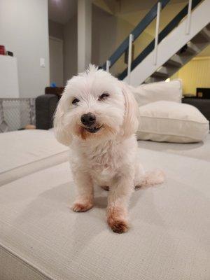 Happy Frankie.... I love when Candice gives me a haircut and a bath. :-)