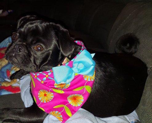 Beautiful black pug named Olive looking her best.