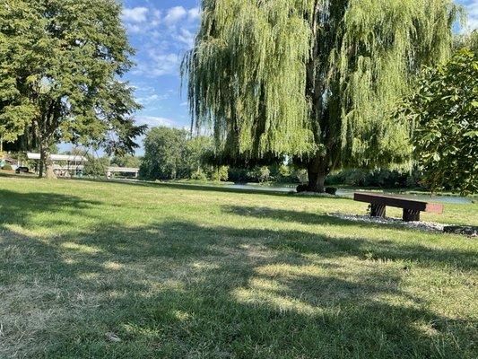 Peaceful shade trees by the river