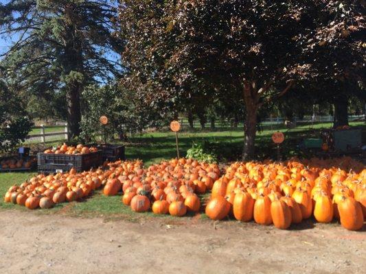 Pumpkins for sale roadside